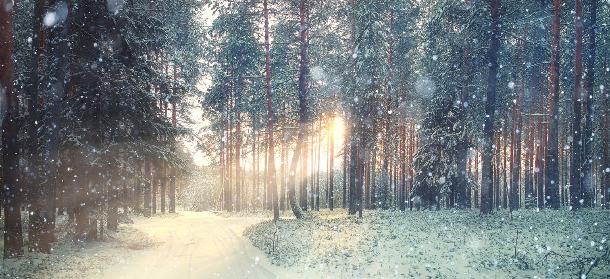 Een foto van een besneeuwd bos, waar zonnestralen op zo'n manier door de bomen vallen dat alles glinstert en er magisch uitziet
