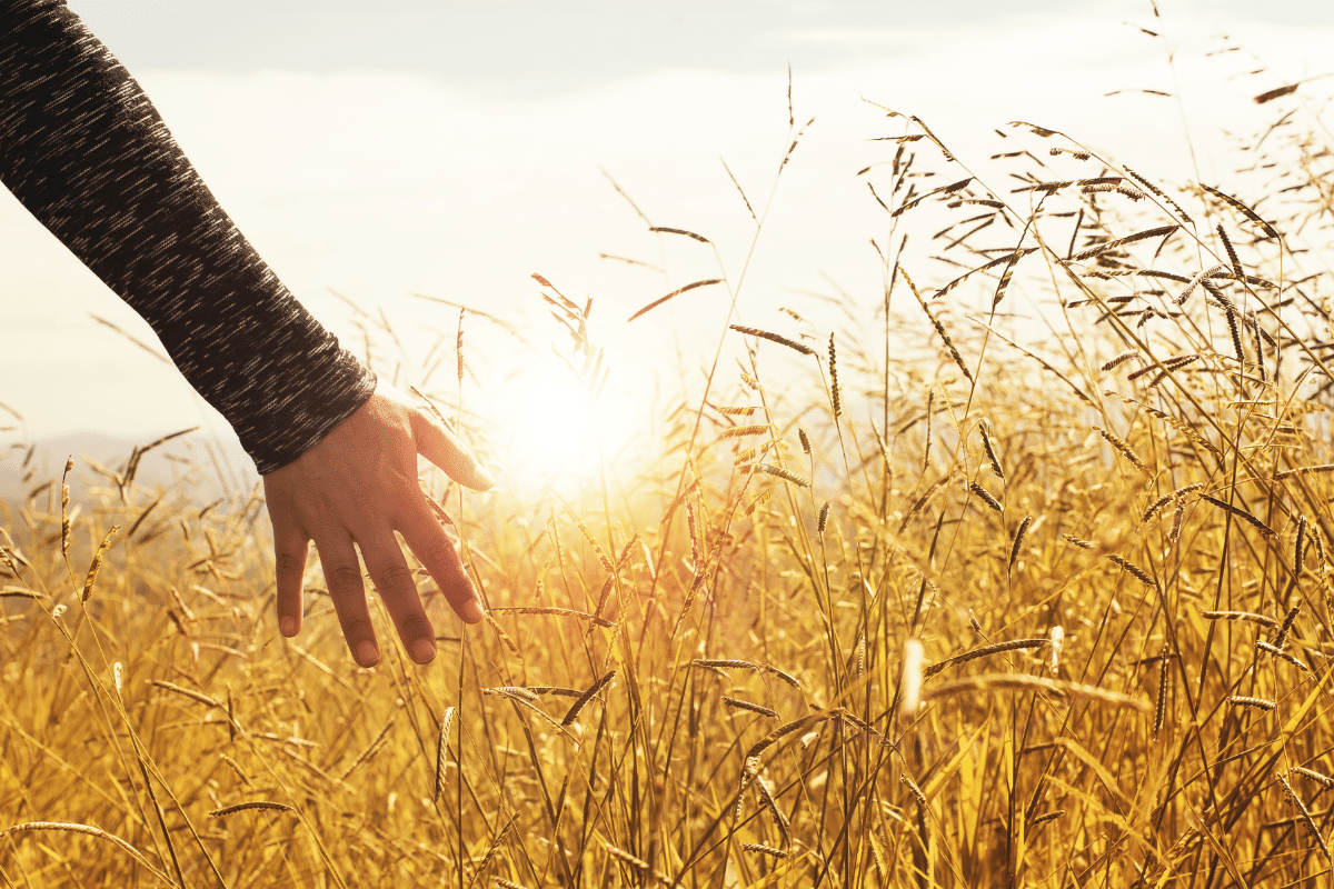 Foto ter decoratie - een hand gaat door een korenveld terwijl de zon achter het veld ondergaat